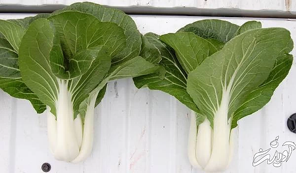 پرورش سبزی در خانه کاشت سیر در گلدان